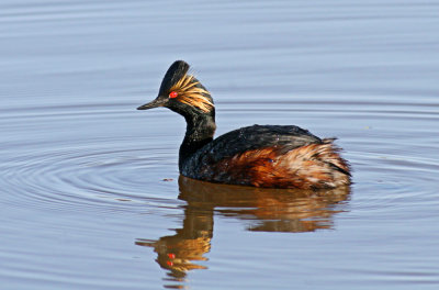 Eared Grebe