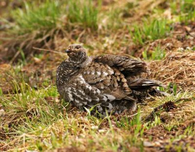 Dusky Grouse