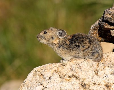 American Pika