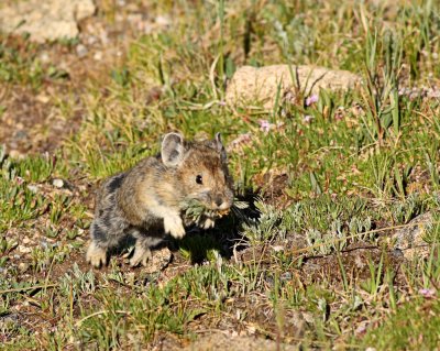 American Pika