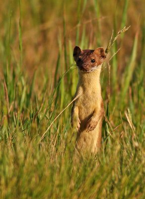 Long-tailed Weasel