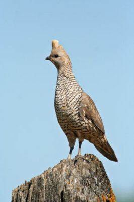 Scaled Quail