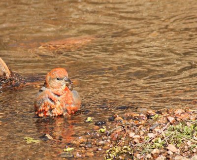 Red Crossbill