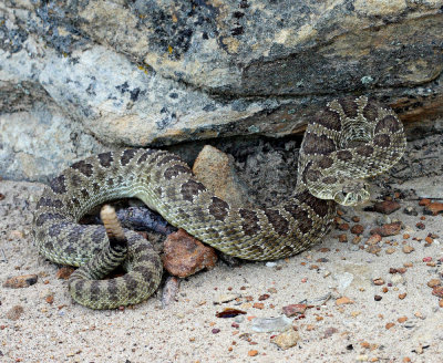 Western Rattlesnake