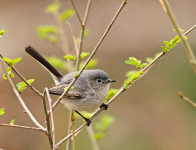 Gnatcatchers and Kinglets