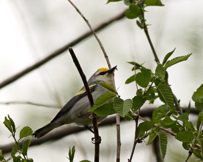 Brewsters Warbler