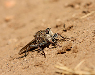 Robber Fly with bee