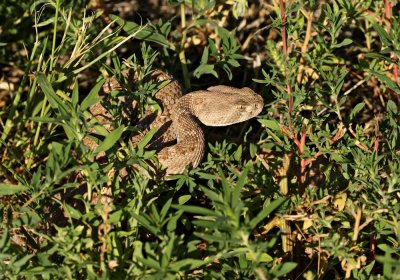 Amphibians and Reptiles