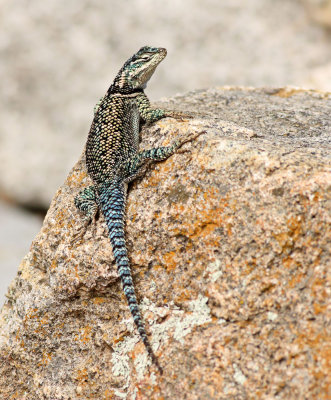 Yarrows Spiny Lizard