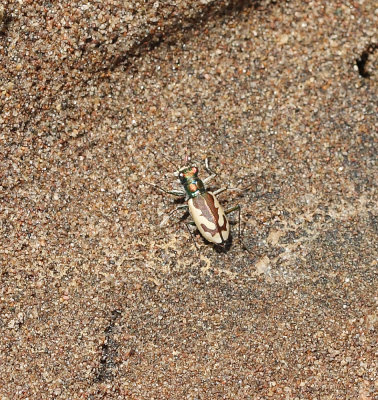 Great Sand Dunes Tiger Beetle (Cicindela theatina)