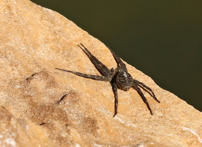 Spiders
