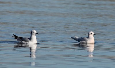 Ross's Gull with Bonaparte's