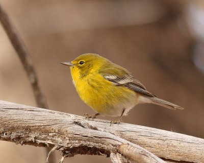 Pine Warbler