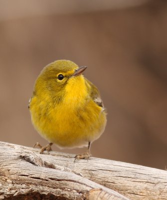 Pine Warbler