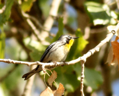 Yellow-throated Warbler