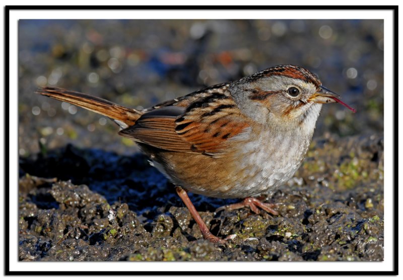 Swamp Sparrow