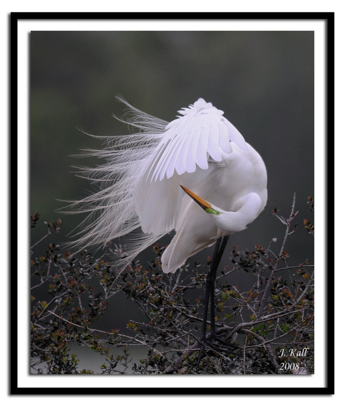 Great Egret