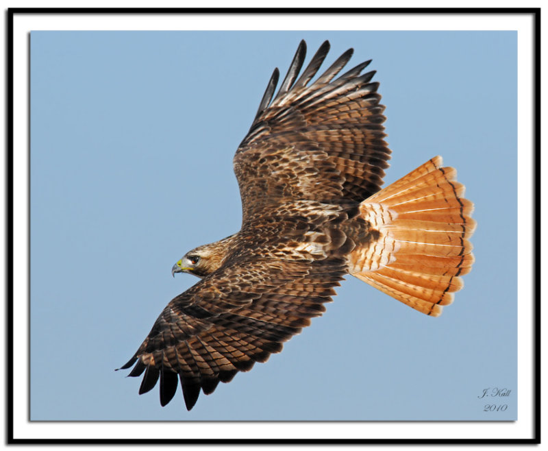 Red Tailed Hawk