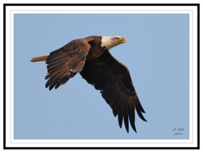 Bald Eagle