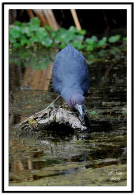 Little Blue Heron