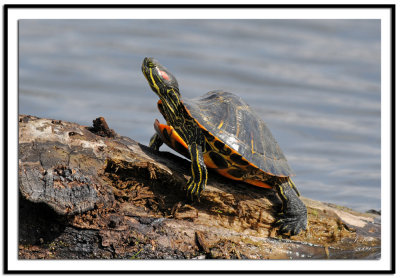 Red Eared Slider