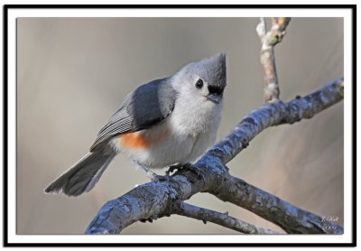 Tufted Titmouse