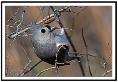 Tufted Titmouse