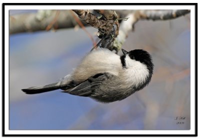 Carolina Chickadee