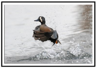 Lift Off (Blue Winged Teal)