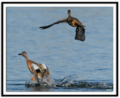 Lift Off (Blue Winged Teal)