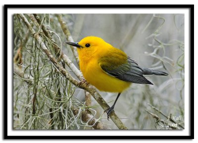 Prothonotary Warbler