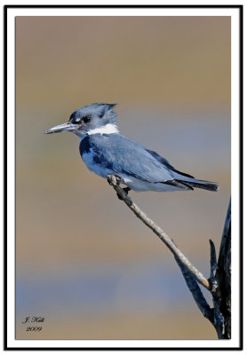 Belted Kingfisher