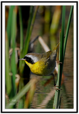 Common Yellowthroat