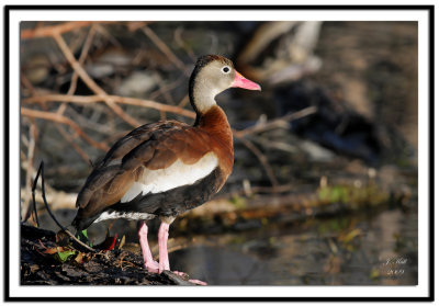 Black Bellied Whistling Duck