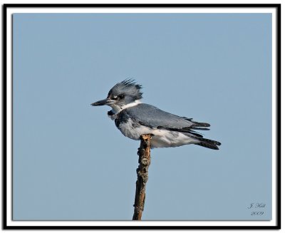 Belted Kingfisher