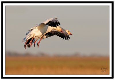 Snow Geese Flight