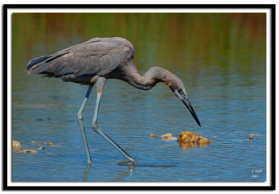 Reddish Egret