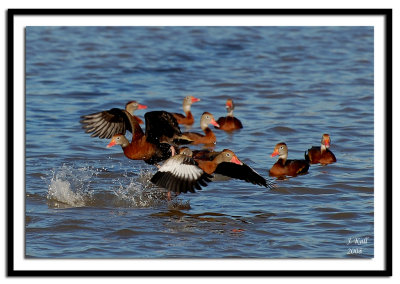 Black Bellied Whistling Ducks