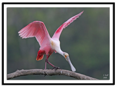 Roseatte Spoonbill