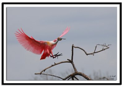 Roseatte Spoonbill