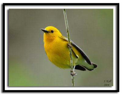 Prothonotary Warbler