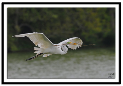 Great Egret