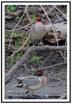 Green Winged Teals