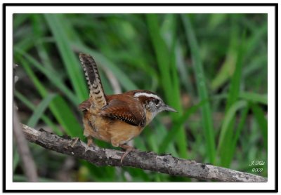 Carolina Wren