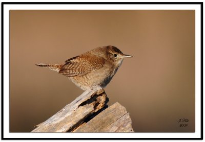 house_wrens