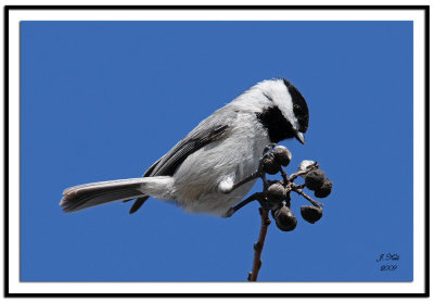 Carolina Chickadee