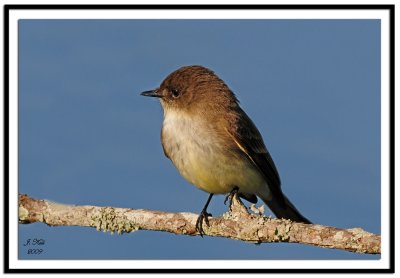 Eastern Phoebe