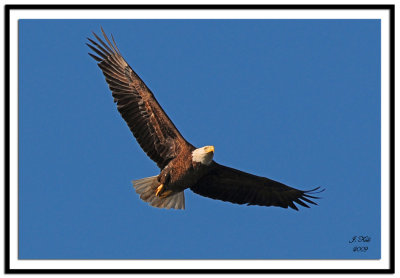 Bald Eagle