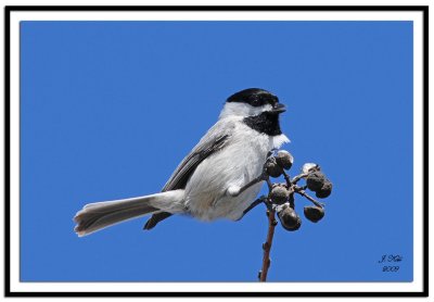 Carolina Chickadee
