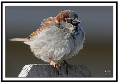 Sparrow